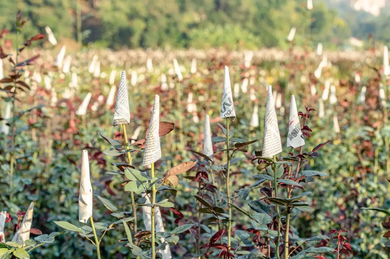 智能家居无线通信协议选型：Zigbee与Wi-Fi方案对比分析